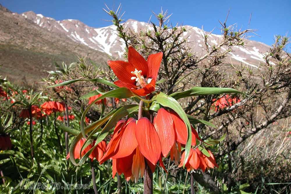 Reverse Tulip Field of Aligudarz | Alaedin Travel