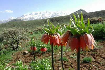 Reverse Tulip Field in Aligudarz