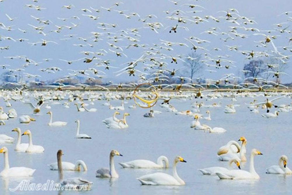 Fereydunkenar Lagoon | Alaedin Travel