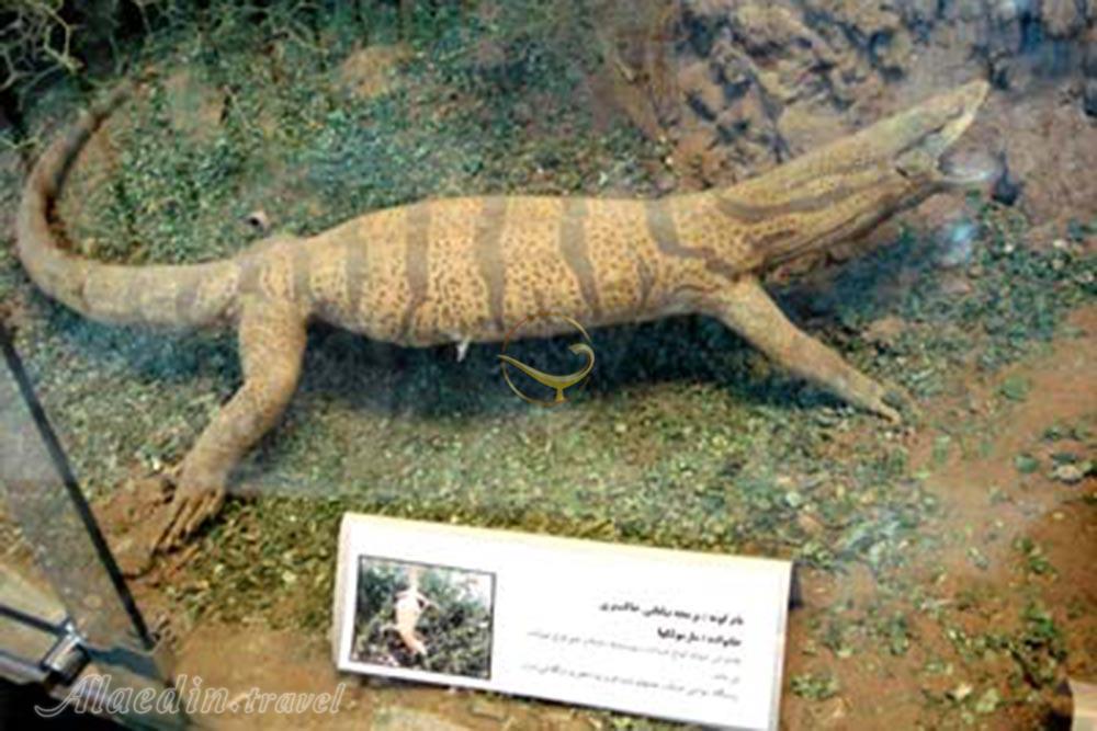 Wildlife Museum of Gonabad | Alaedin Travel