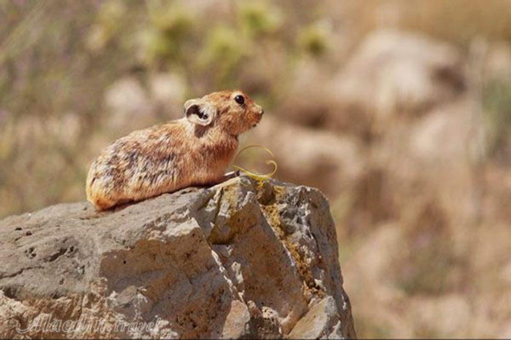 Parvar Protected Area of Mehdishahr | Alaedin Travel