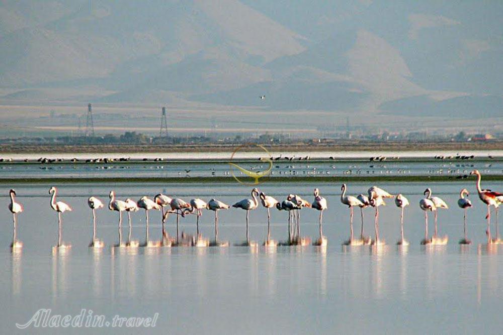 Meighan Desert Lagoon of Arak | Alaedin Travel