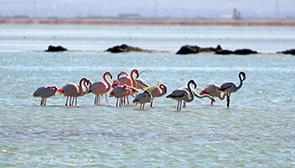 Meighan Desert Lagoon in Arak