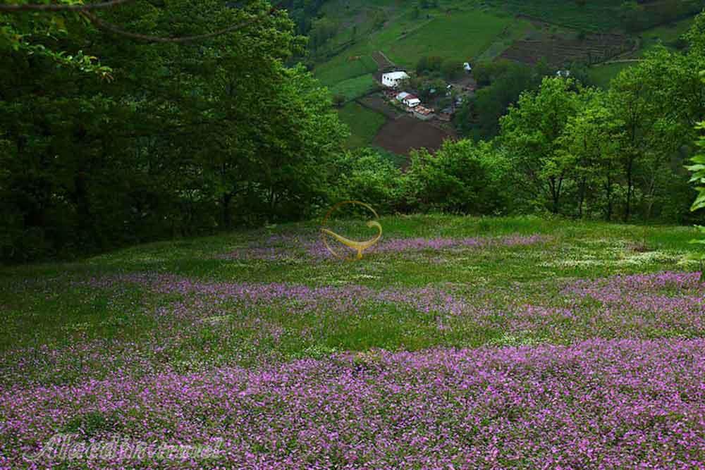 روستای گیلده (شهر بام های سفالی) آستارا | علاءالدین تراول