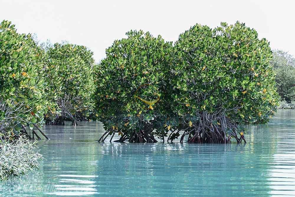 Mangrove Forest of Chabahar | Alaedin Travel