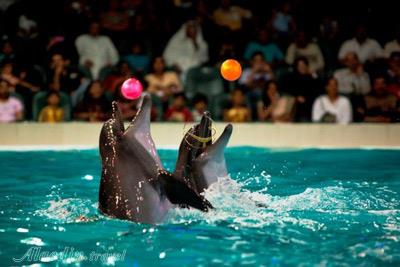 دلفین بی در دبی - امارات متحده عربی