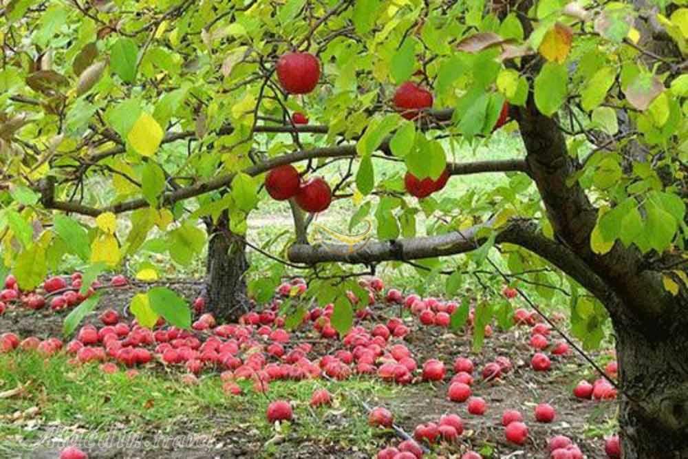 Harandeh Village of Firuzkuh | Alaedin Travel