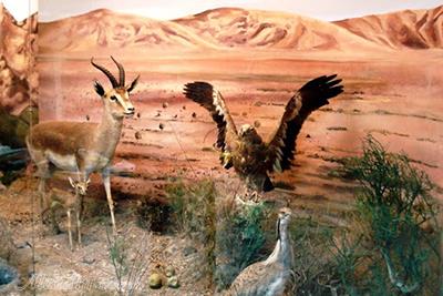 Wildlife Museum in Gonabad