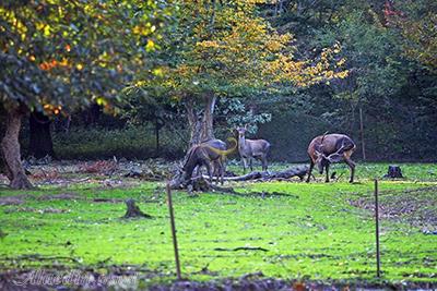 Ghorogh Jungle Park in Gorgan