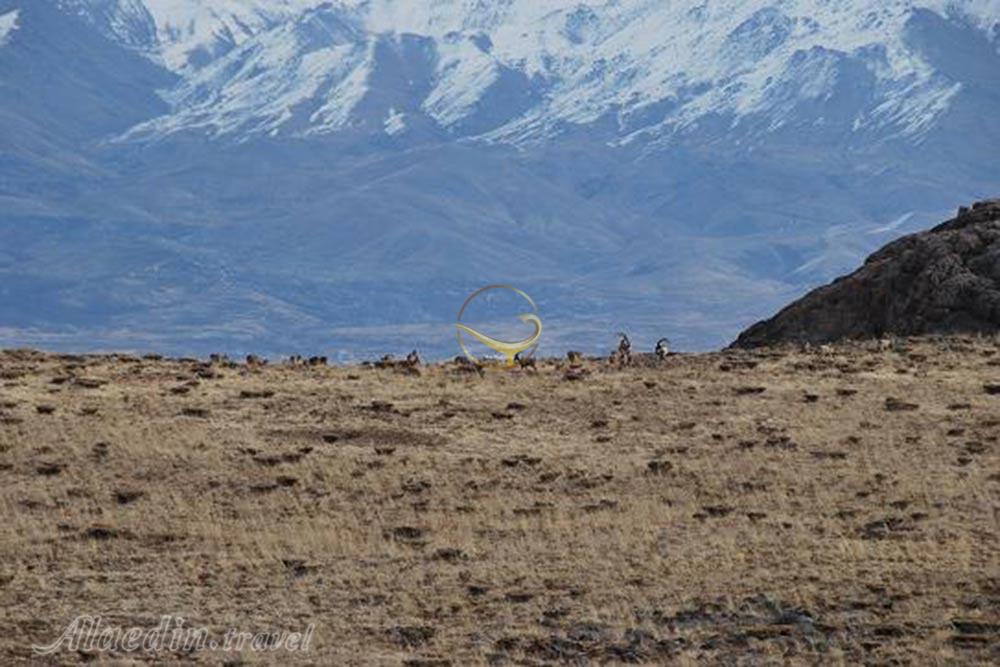 Saadi Protected Area in Kerman | Alaedin Travel