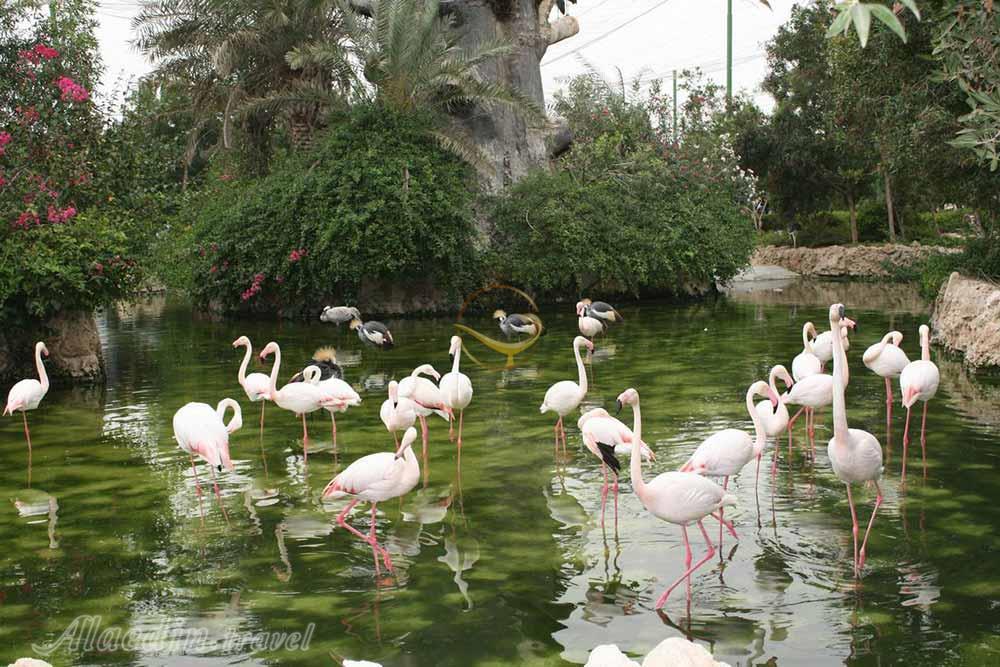 Birds Garden of Kish | Alaedin Travel