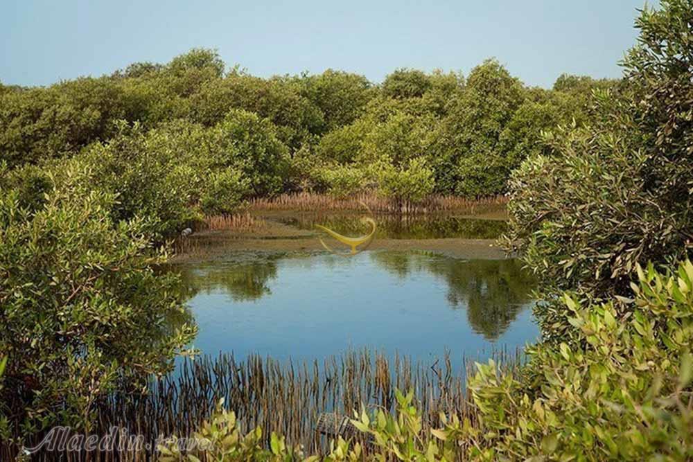 Mangrove Forests Qeshm Attractions Travel To Iran