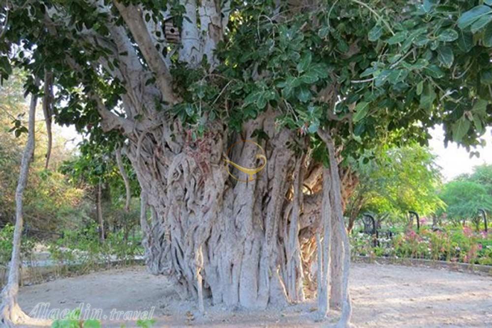 Sacred Fig Tree (Loor or Lool) in Qeshm | Alaedin Travel