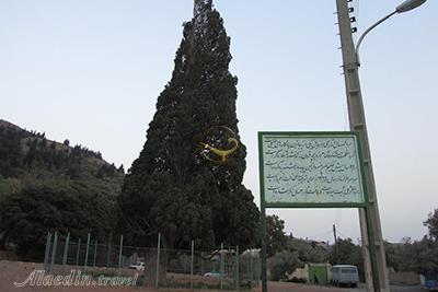 سرو هرزویل رودبار