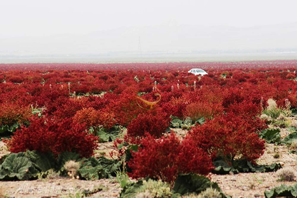 Rhubarb plain (Dasht-e Rivas) in Shahr-e Babak | Alaedin Travel