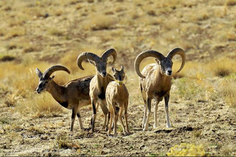 Tang-e Sayad Protected Area of Shahrekord | Alaedin Travel