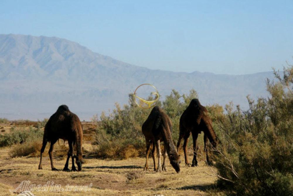 Reza Abad Khartooran Village of Shahrud | Alaedin Travel