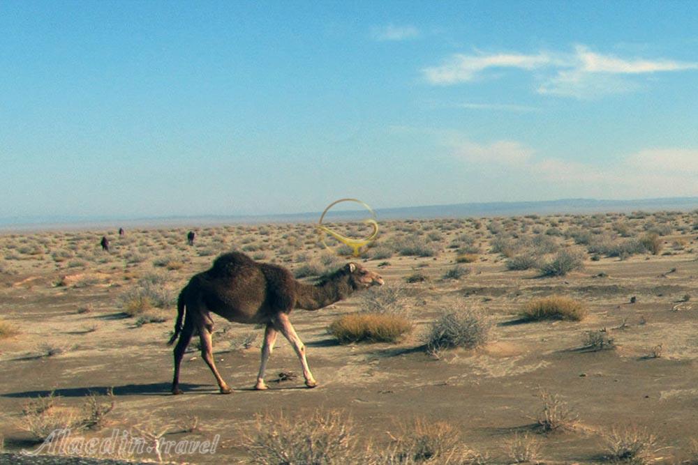 Tapal Protected Area in Shahrud | Alaedin Travel