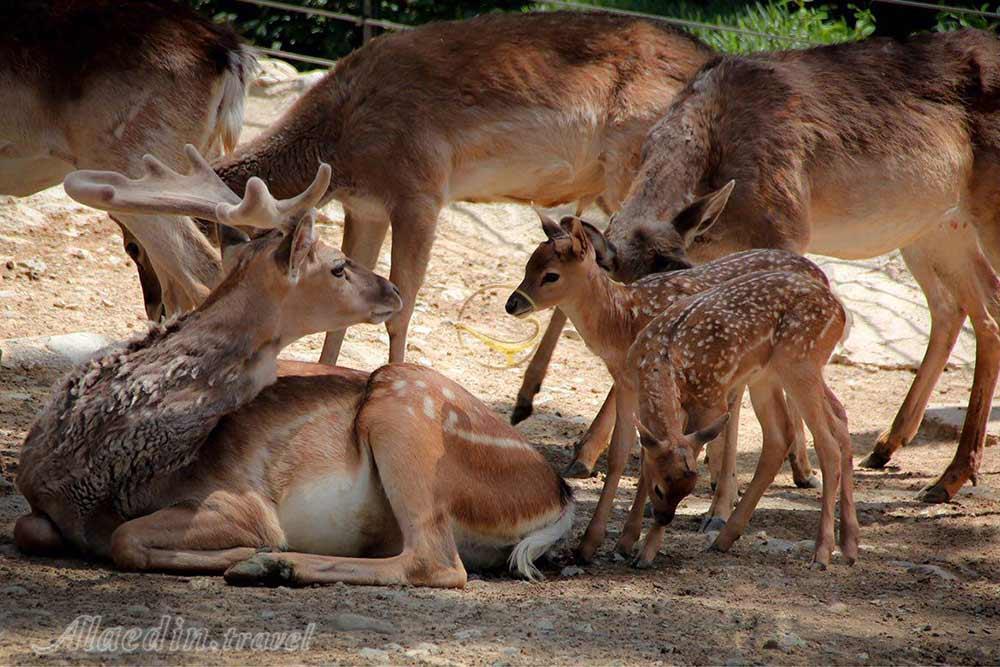 Tehran Zoological Garden | Alaedin Travel