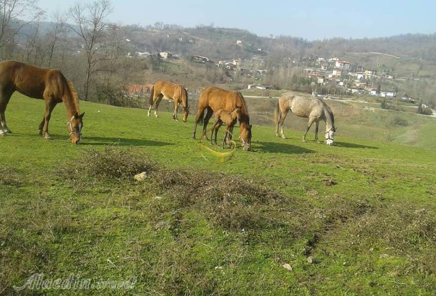 برنجستانک در سوادکوه