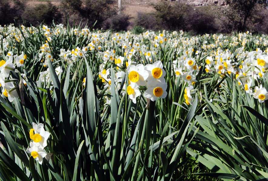 جشنواره نرگس در بهبهان