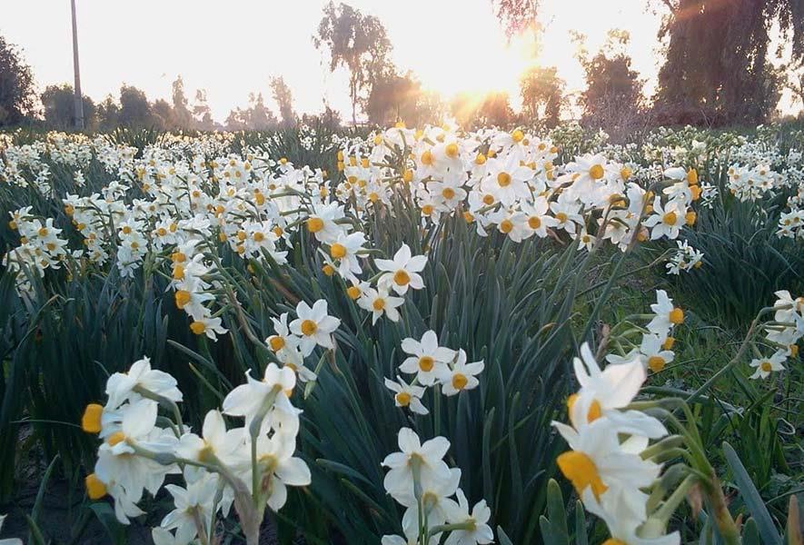 جشنواره گل نرگس در بهبهان