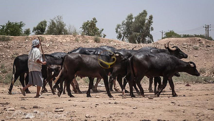 گاومیش آباد اهواز