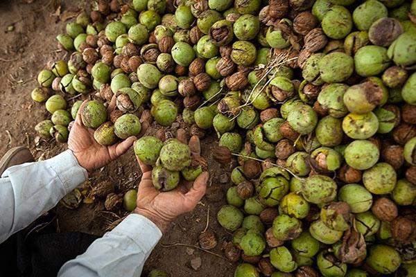 بزرگترین باغ گردوی جهان