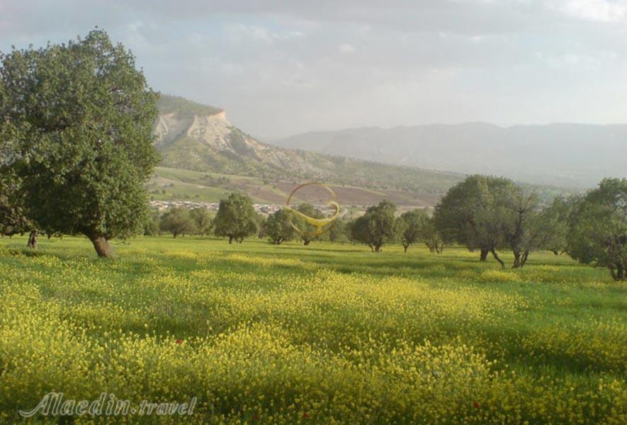 منطقه جنگلی ششدار ایلام 