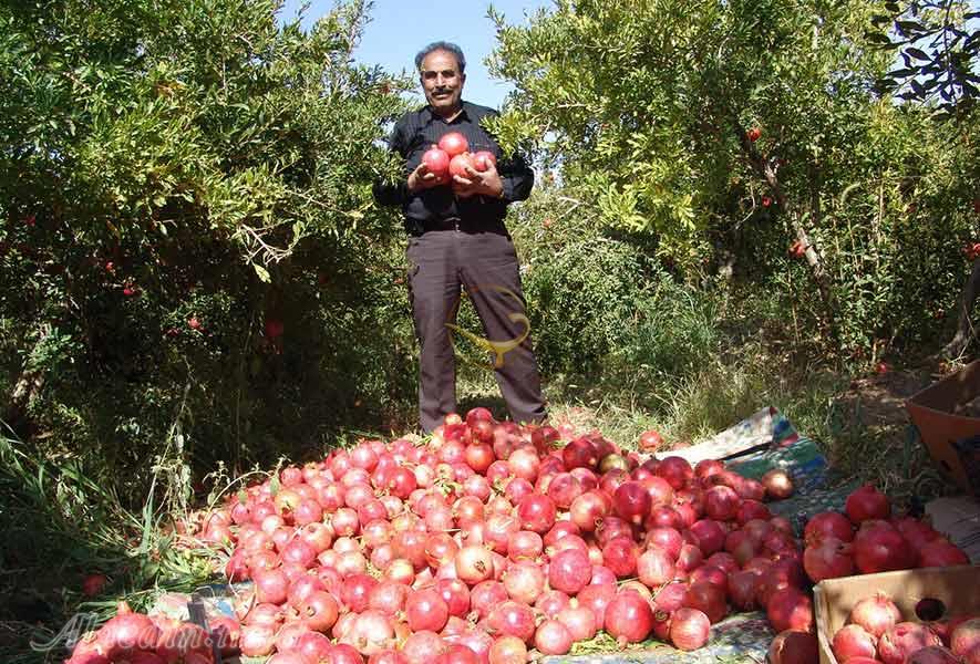 جشن انار در روستای سریزد